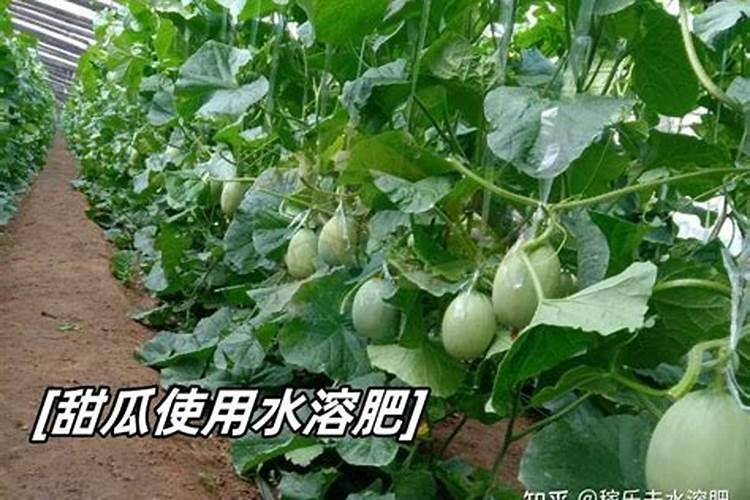 地瓜膨果用哪款水溶肥比较好？