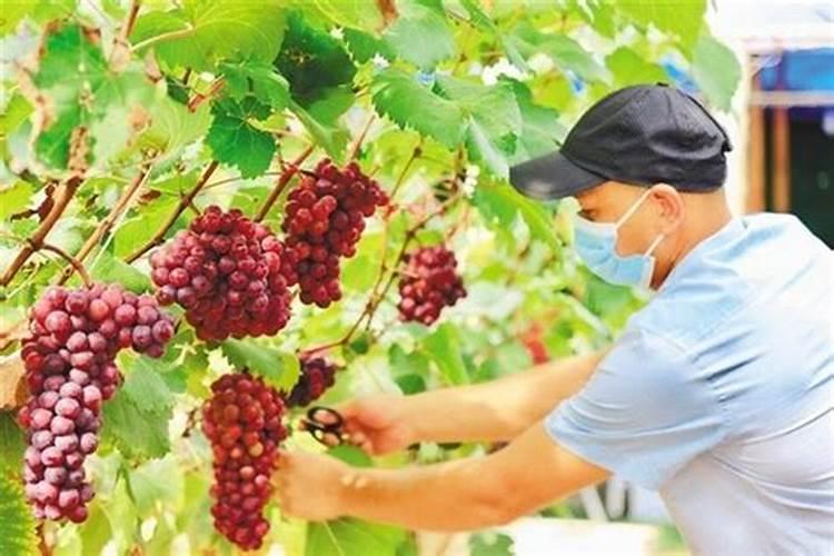 葡萄专用肥料