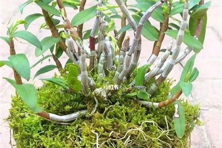 盆栽石斛兰花的叶面肥用那种好 盆栽石斛兰花的叶面肥哪那种最好呢