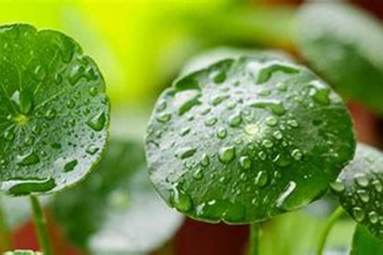 茄子膨大剂什么时候可以打？茄子用哪种水溶肥长势旺？