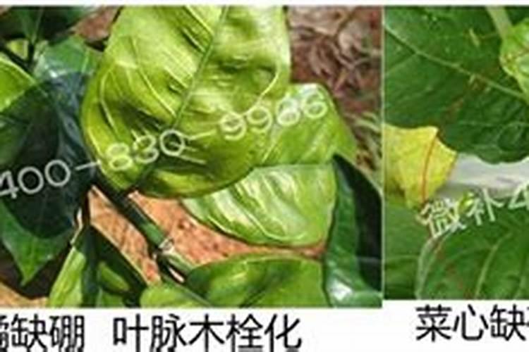 硅肥对水稻的主要作用