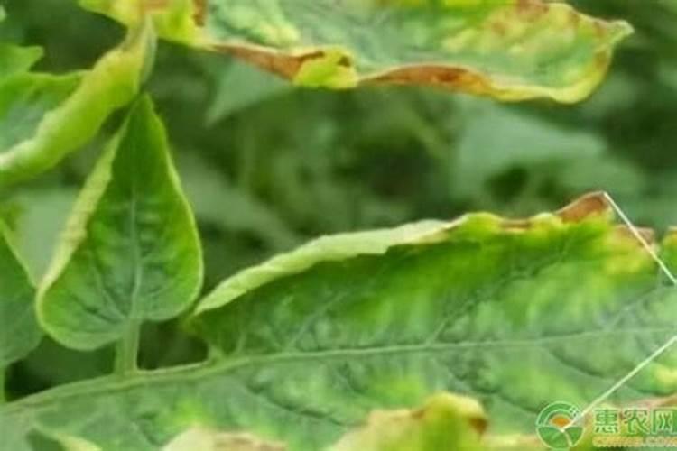苹果树叶边缘焦枯原因