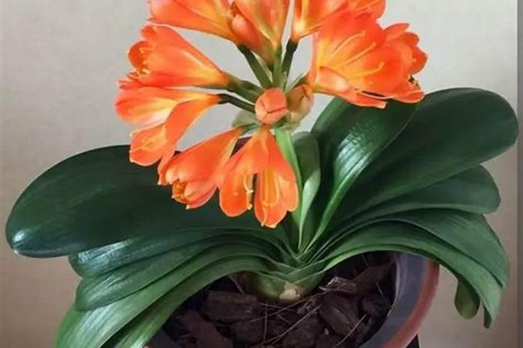 柿子树什么时候施肥最好