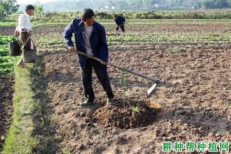 硫酸锌的作用是什么？