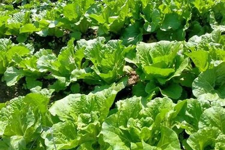 橡皮树需要每天往叶子上喷水吗