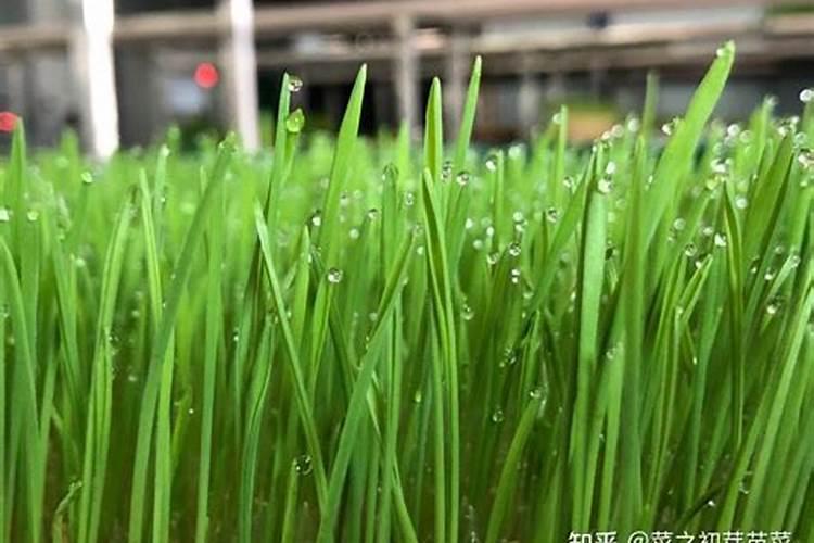 甘肃正禾生物有机肥有限责任公司怎么样？