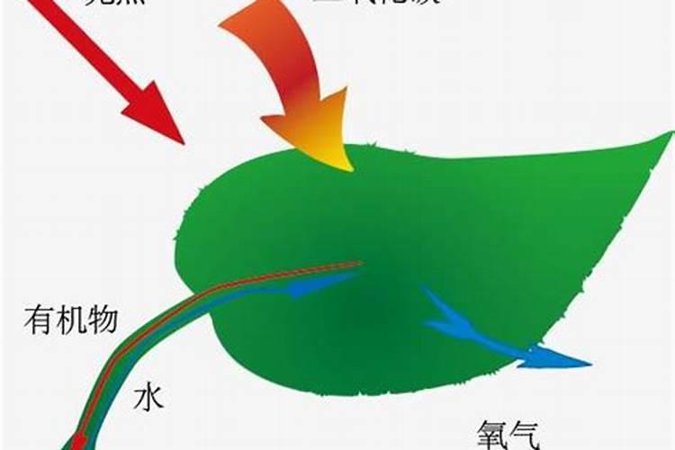 水稻根际相关微生物群落在增施氮肥的作用下