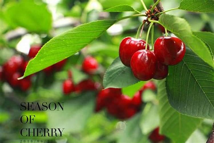 樱桃落花落果如何预防？