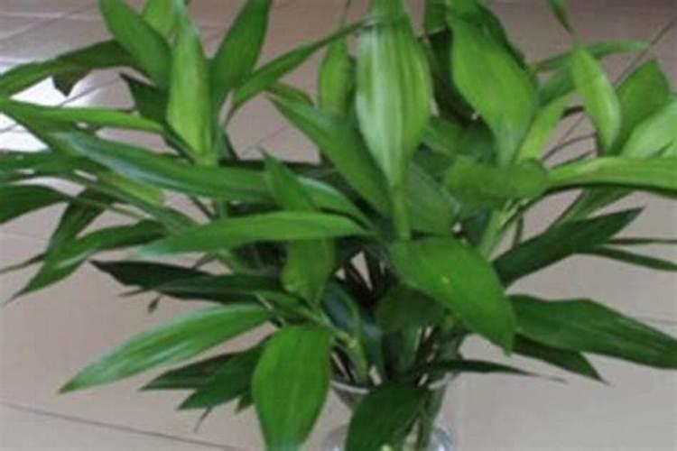 柚子雨后花期管理 柚子病虫害怎么解决