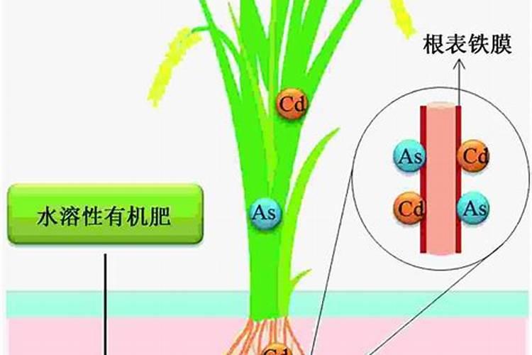 水溶肥和冲施肥的区别