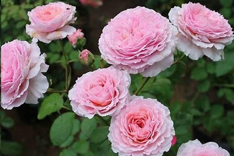 室内养的花叶子上每天撒水好吗？