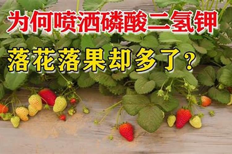 骨里红梅花有花苞还需要喷洒磷酸二氢钾吗？
