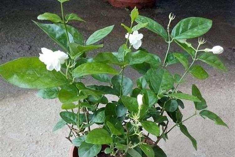 长寿花用什么花肥