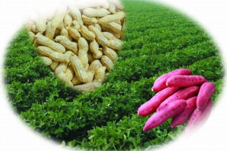 花椒用什么肥料好？