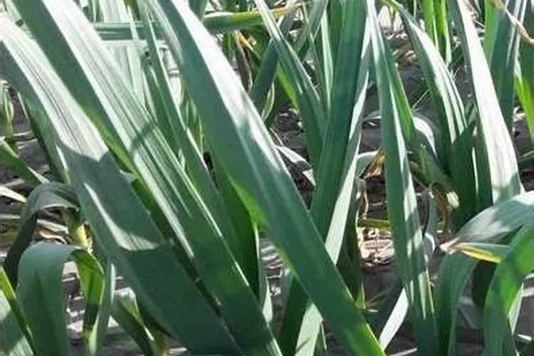 种大蒜需要什么肥料最好