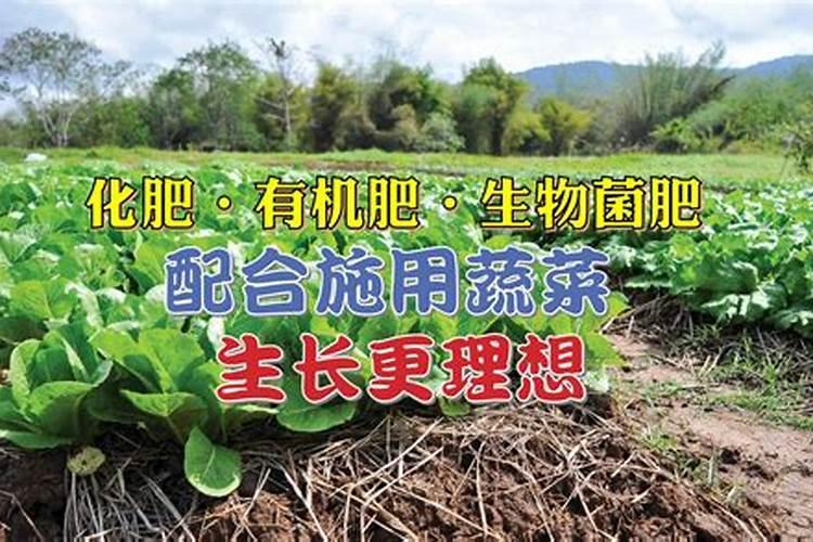 种菜想要施肥该选用什么样的肥料才好
