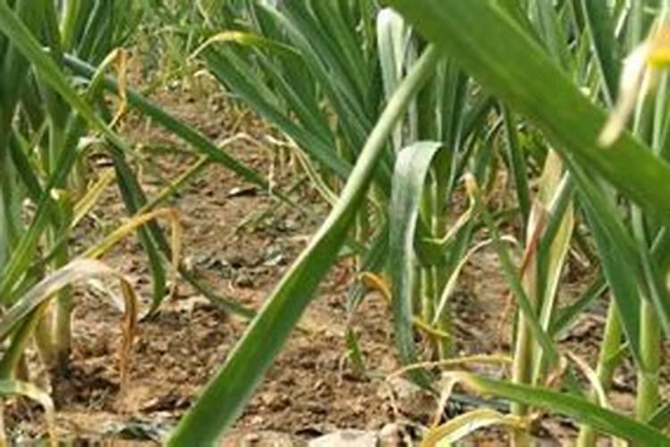 大蒜用什么药能防冻？