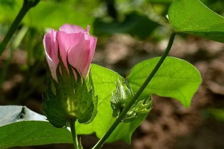 西兰花种植密度与株行距