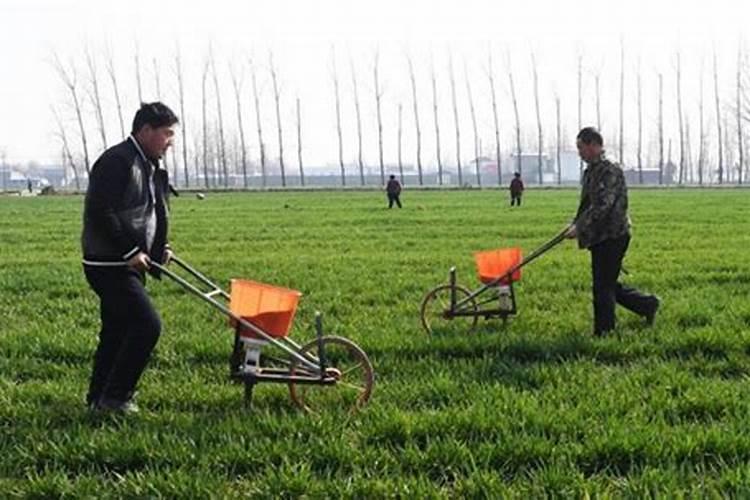 小麦追肥的最佳时期在什么时候