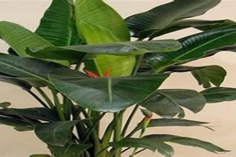 广西鹿寨化肥有限责任公司发展简史