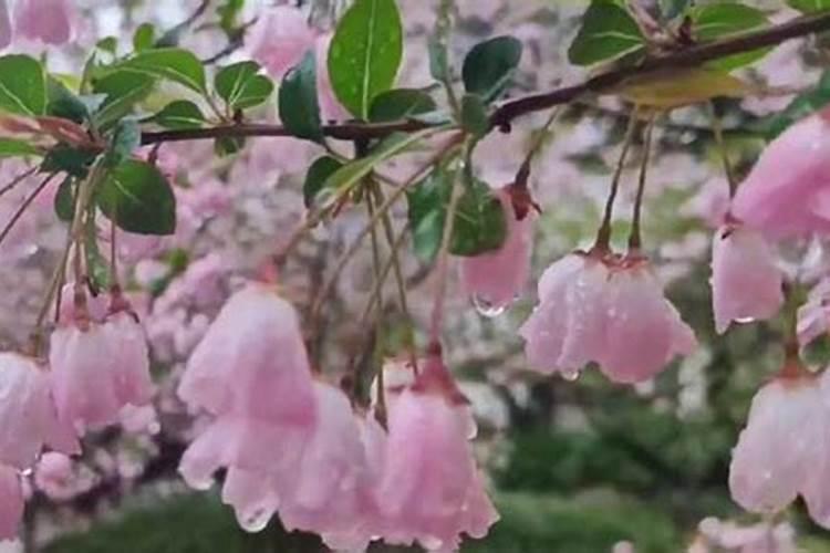 海棠花种植和养护方法