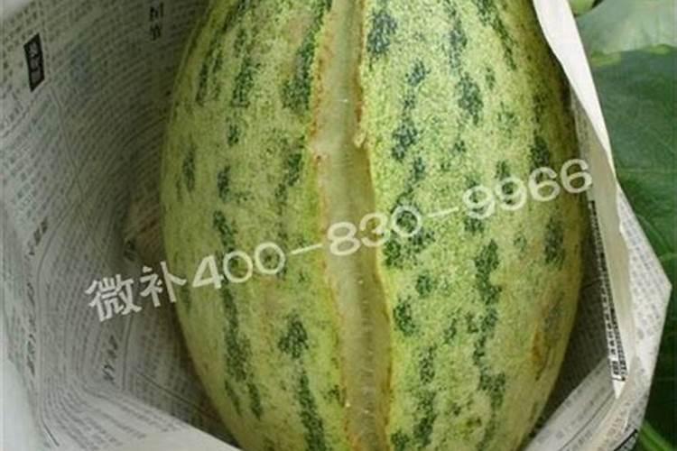 各位老师帮帮忙看下这个哈密瓜的叶子是怎么了？