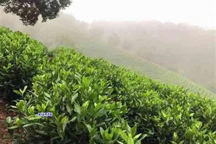 聚谷氨酸水溶肥的功效与作用