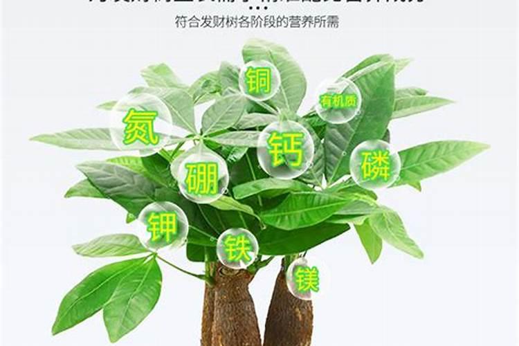 寒冷地区如何养护发财树