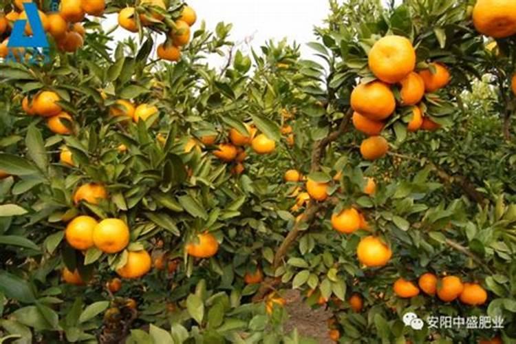 柑橘移植后怎么管理？柑橘树施什么肥好？