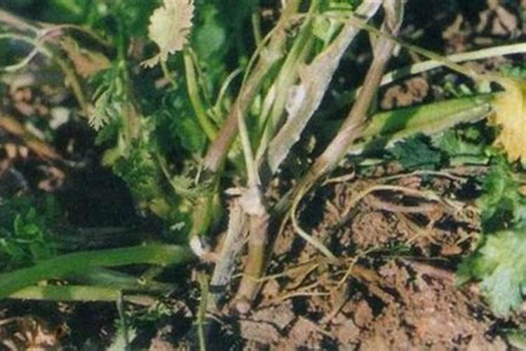 水溶肥怎么样使用效果最好？