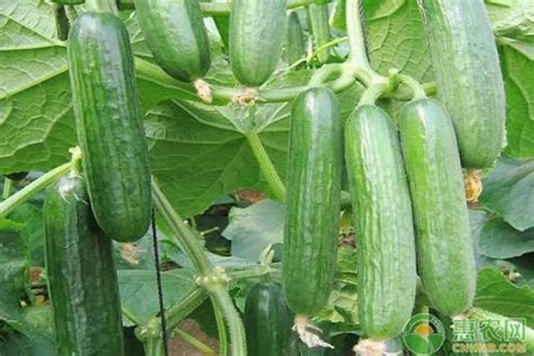 沃柑开花前施什么肥 沃柑开花前施哪些肥