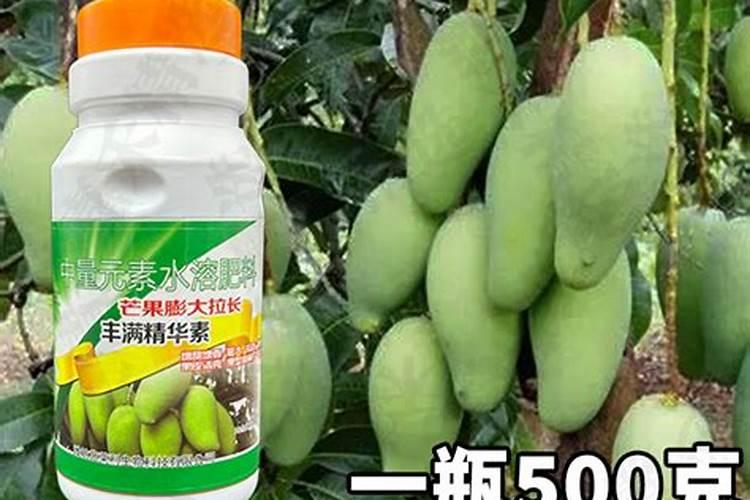 芒果挂果期喷什么叶面肥结果多？芒果座果期哪些肥料可以用作基肥？