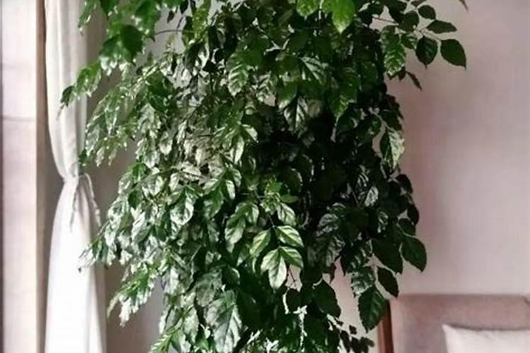 硫铵与尿素的区别