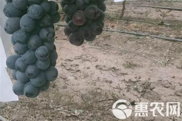 葡萄补硼的最佳时期,补硼过度会有什么影响