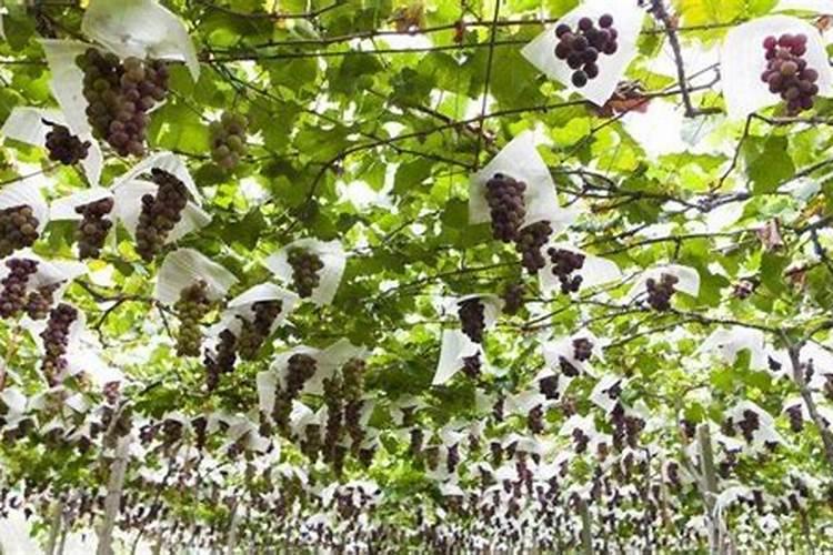 毛节瓜连作高产种植技术措施深入分析