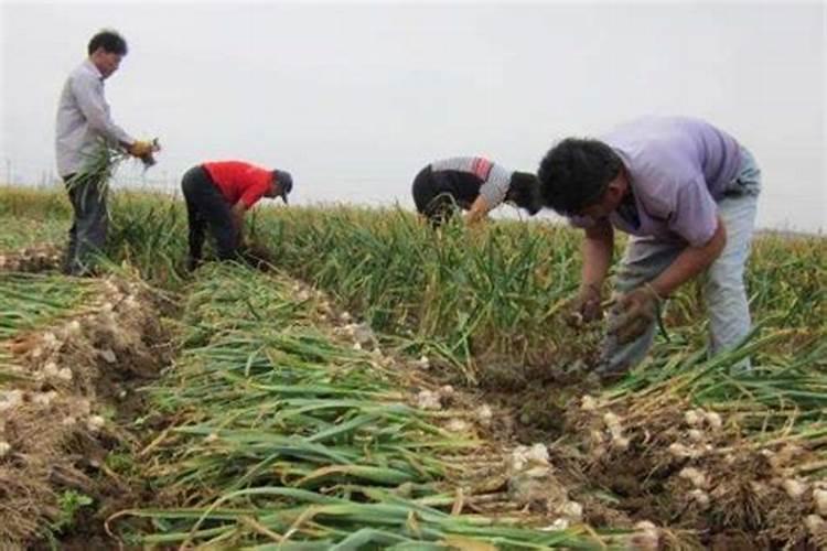 氮肥有哪几种呢