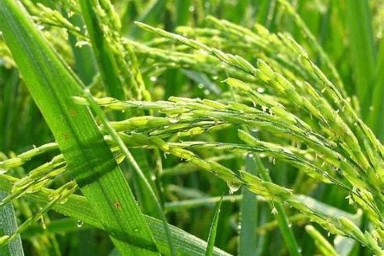 水稻拔节肥施什么肥料好