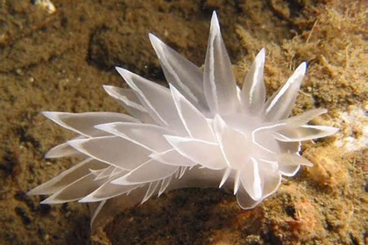 2018年种植091沃柑前景好吗？有什么种植技术需要特别注意的吗？