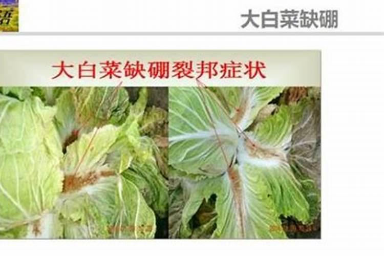 柑橘膨果期用什么肥料好？膨果期追肥用什么肥？柑橘专用叶面肥!
