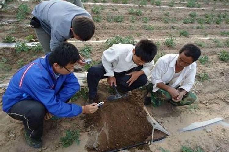 我家大棚豆角种上一个月不见长怎么办