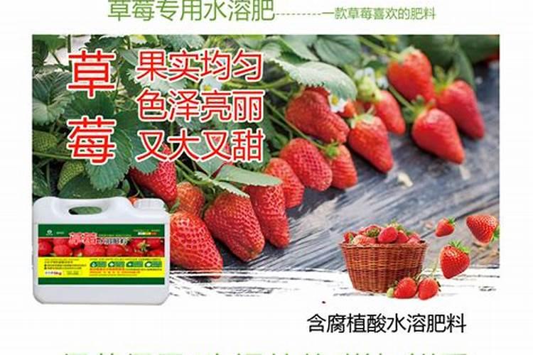 桔子断根施肥时间和方法是怎么样的呢 桔子断根施肥时间和方法百度知 ...