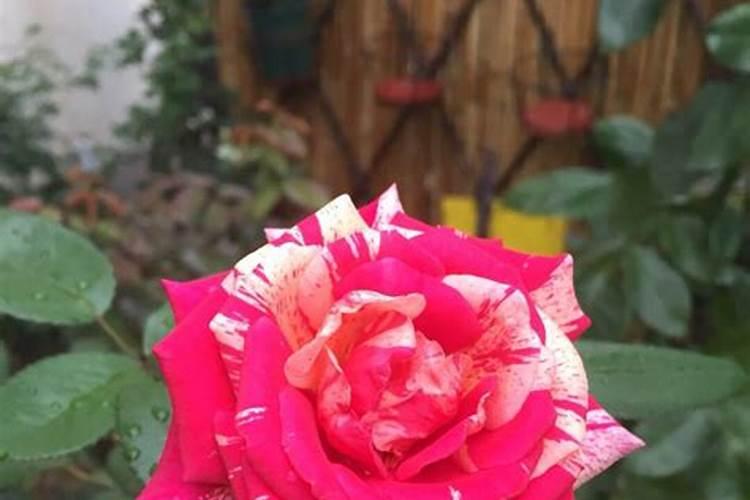 胡麻在唐山市什么时候种植？