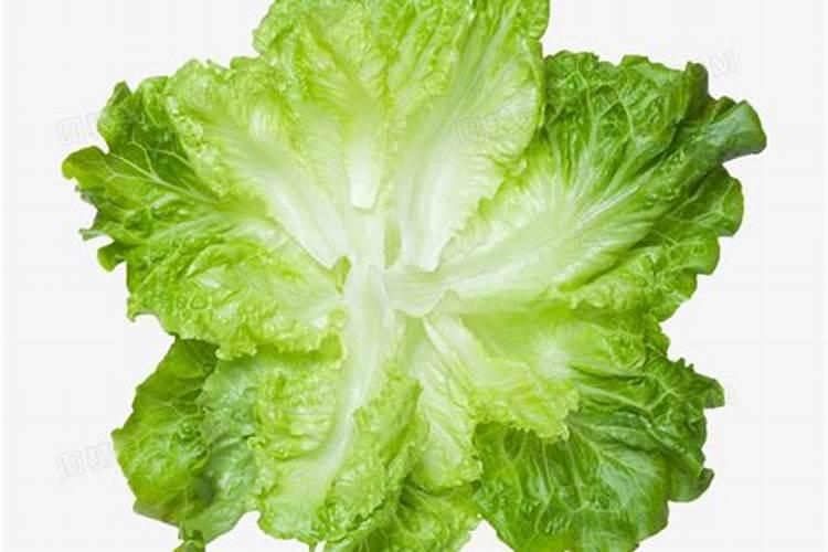 叶面肥什么牌子最好