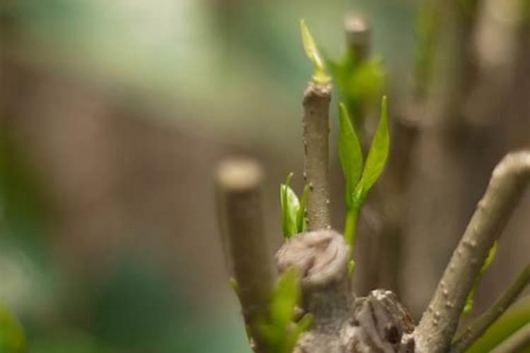 请问【中华蚊母】和【小叶榆树】2种盆景浇水施肥的方法