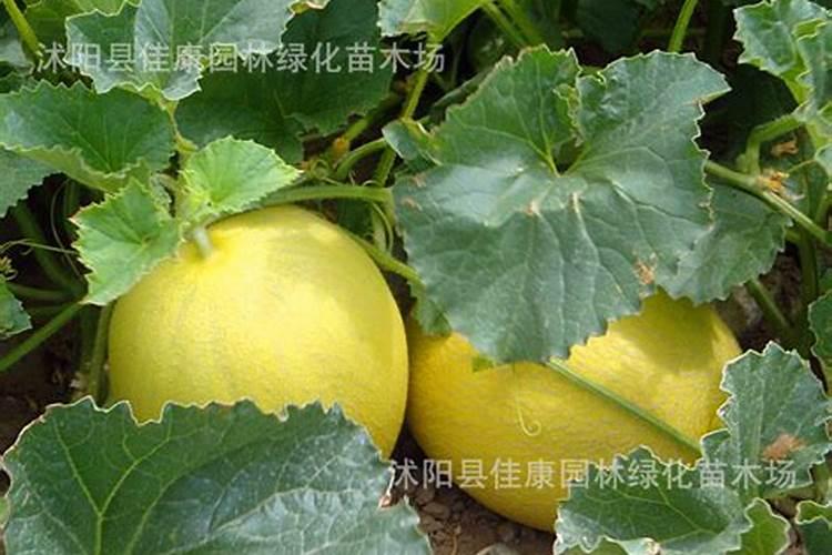 真假肥料识别方法