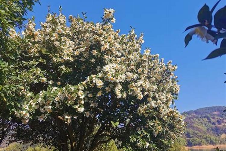 绿豆亩产量一般多少斤 种绿豆一亩地能产多少斤