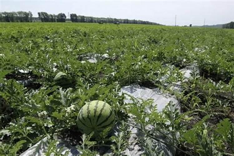 在种植大蒜的时候,第一次上肥选择哪一种肥料最好？