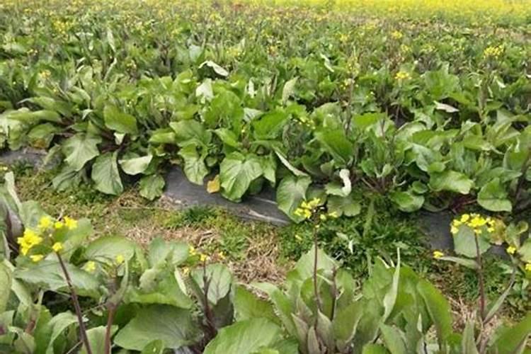 红菜苔施肥方法 怎么给红菜苔施肥