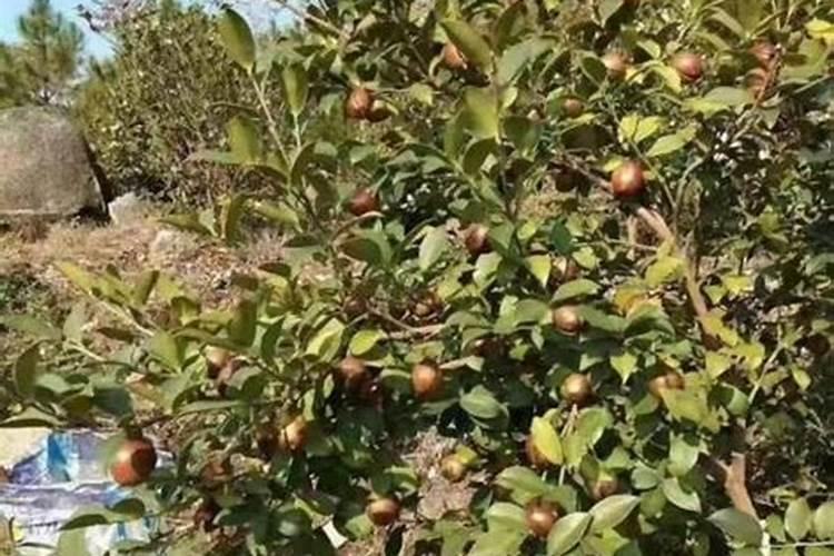 什么时候给油茶施肥最好？