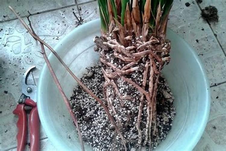 牡丹花施肥过多 快死了 怎么办？